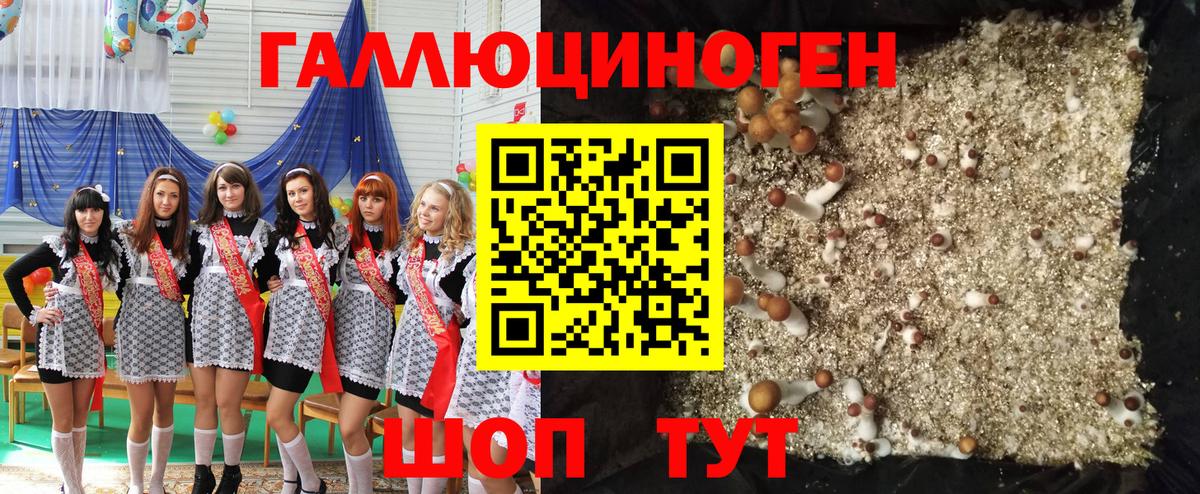 Псилоцибиновые грибы GOLDEN TEACHER  Вход с VPN  Псилоцибиновые грибы Psilocybine cubensis  Борзя 